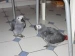 don-de-couple-perroquet-gris-du-gabon